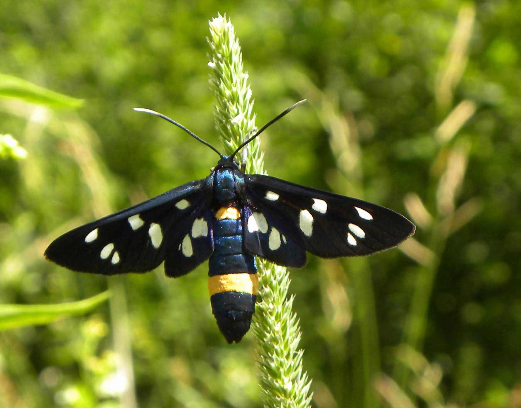 farfalla da identificare